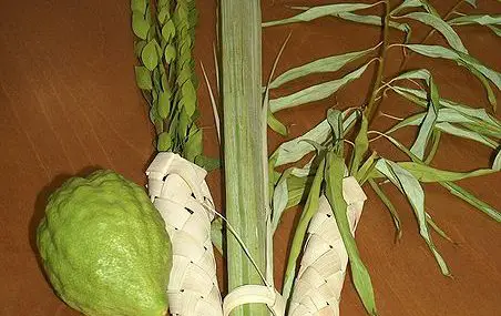 The Symbolism of the Lulav and Esrog: The Power of Potential